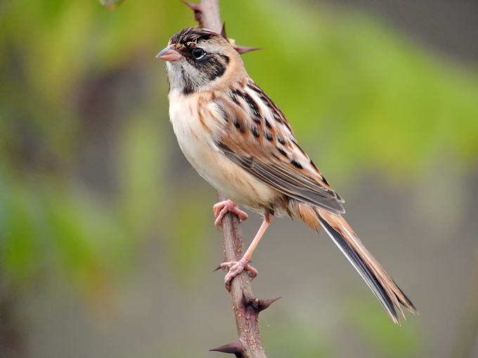 Ochre-rumped Bunting