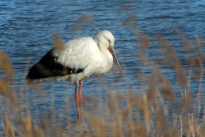 Oriental Stork