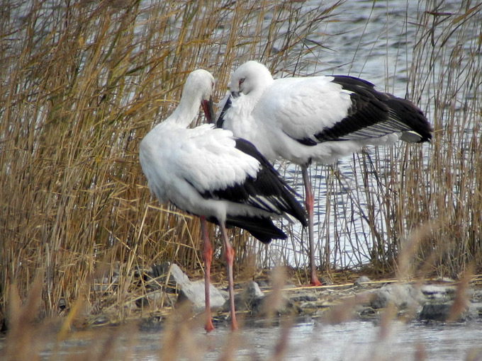 Oriental Stork