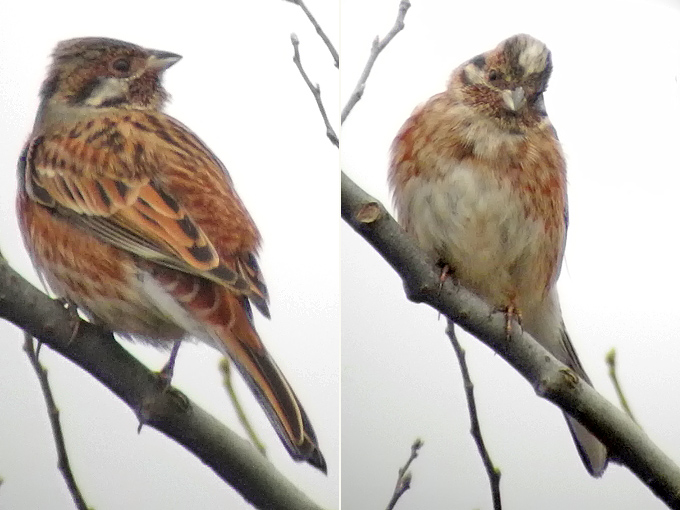 Pine Bunting