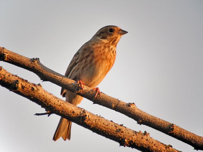 Pine Bunting