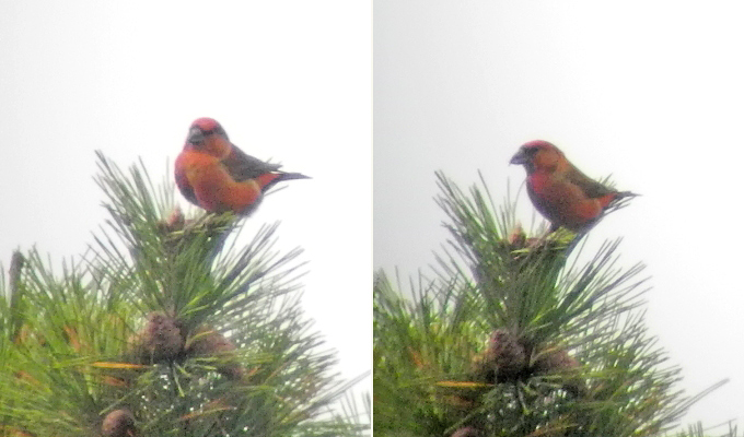Red Crossbill