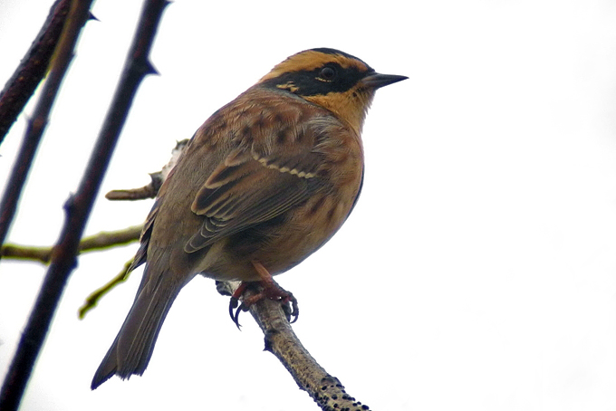 Siberian Accentor