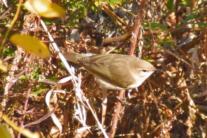 Siberian Chiffchaff
