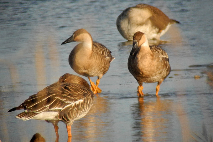 Swan Goose