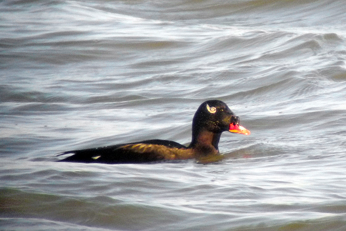 White-winged Scoter