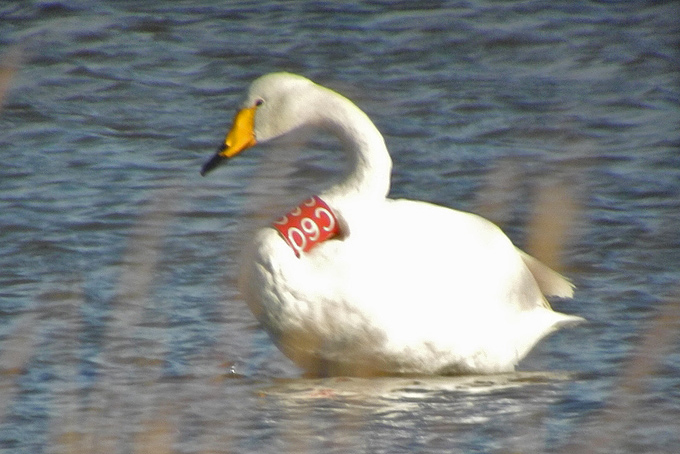 Whooper Swan