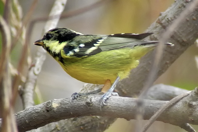 Yellow-bellied Tit