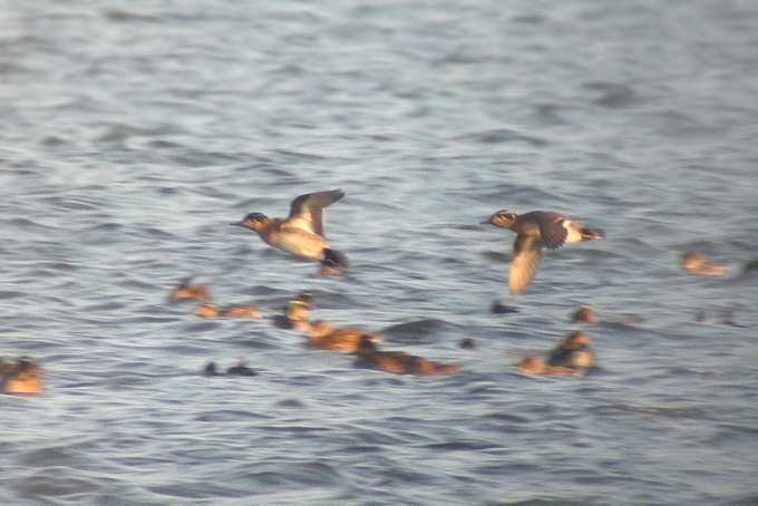 Baikal Teal