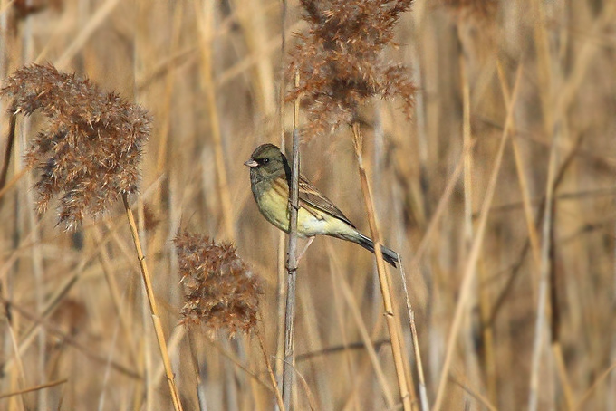 Black-faced Bunting