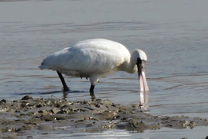 Black-faced Spoonbill