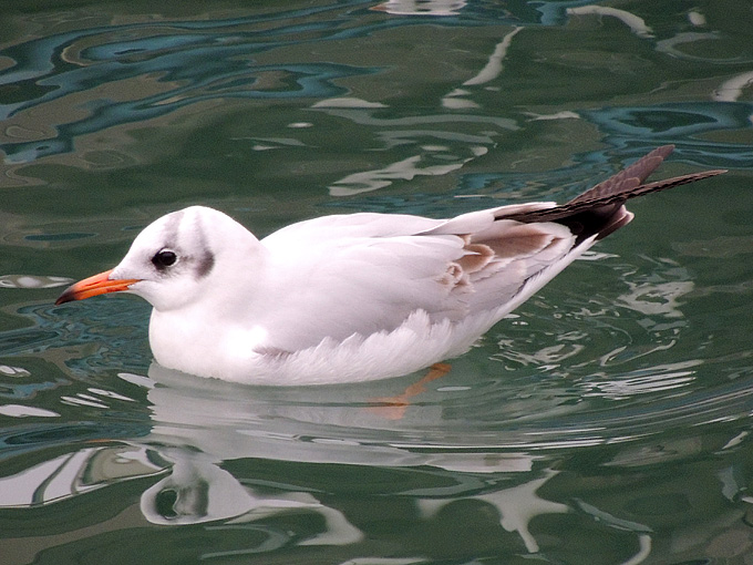 Black-headed Gull