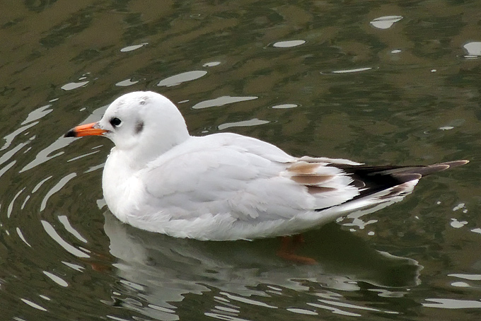 Black-headed Gull