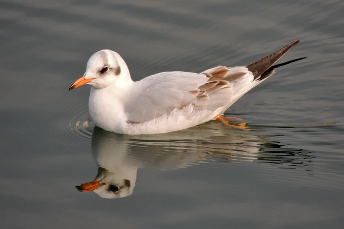 Black-headed Gull