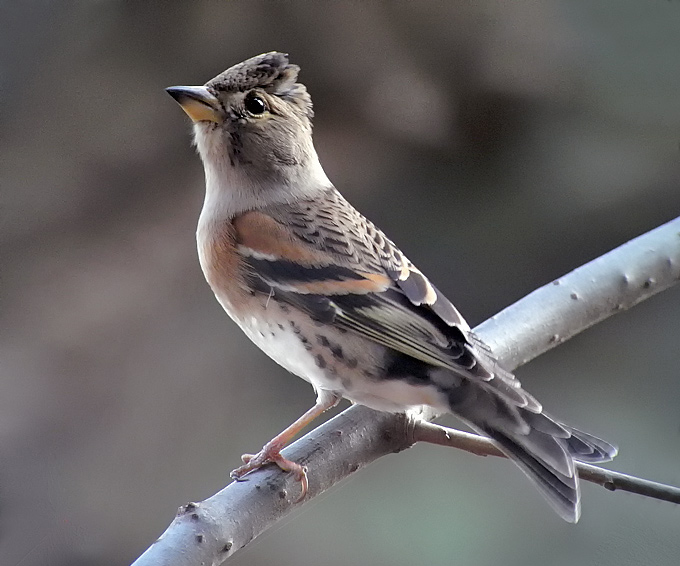 Brambling
