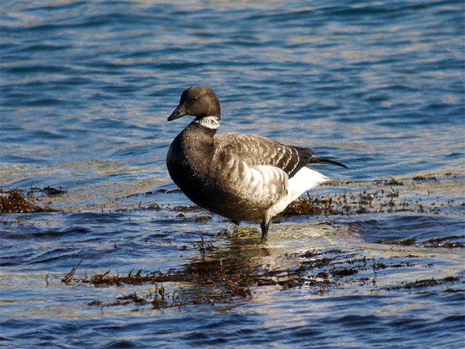 Brant Goose