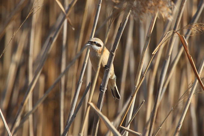 Chinese Penduline Tit