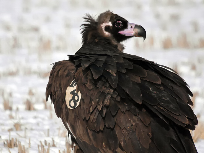 Cinereous Vulture