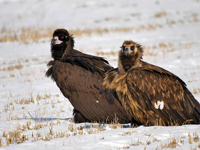 Cinereous Vulture