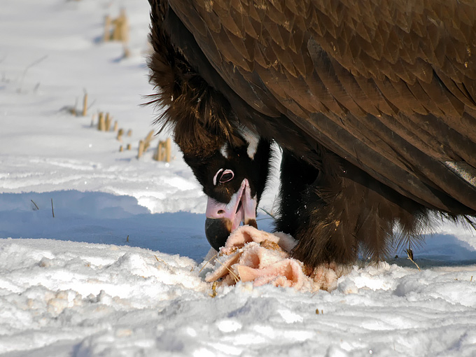 Cinereous Vulture