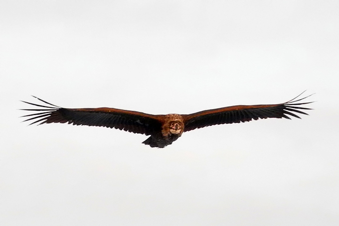 Cinereous Vulture