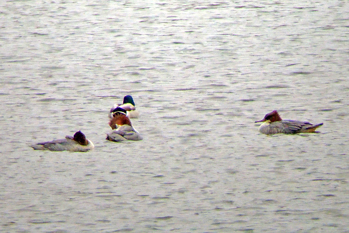 Common Merganser