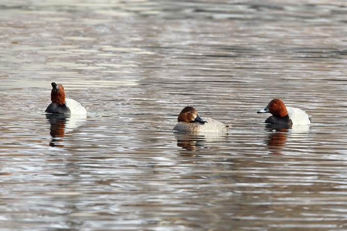 Common Pochard