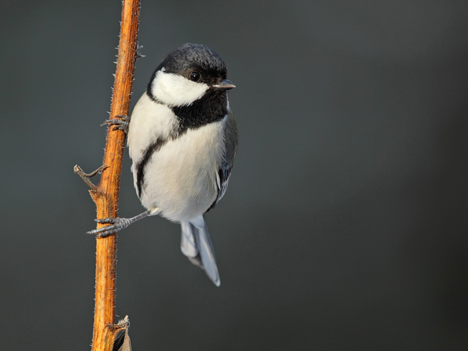 Eastern Great Tit