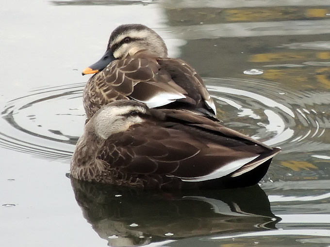 Eastern Spot-billed Duck