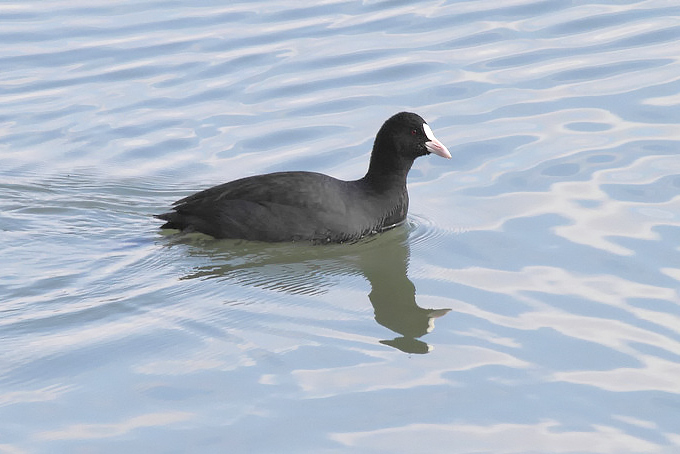 Eurasian Coot