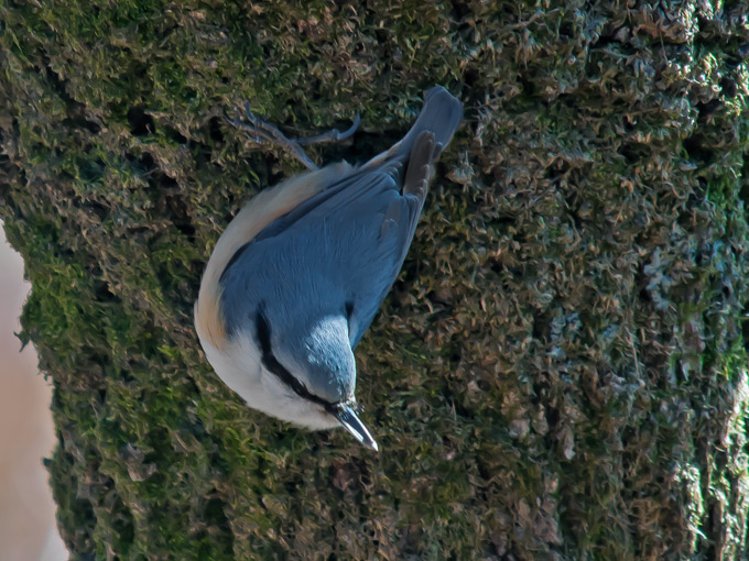 Eurasian Nuthatch