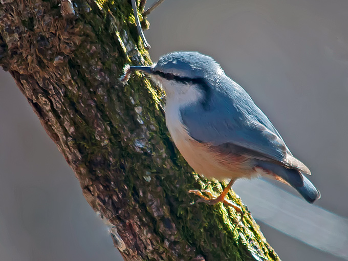 Eurasian Nuthatch