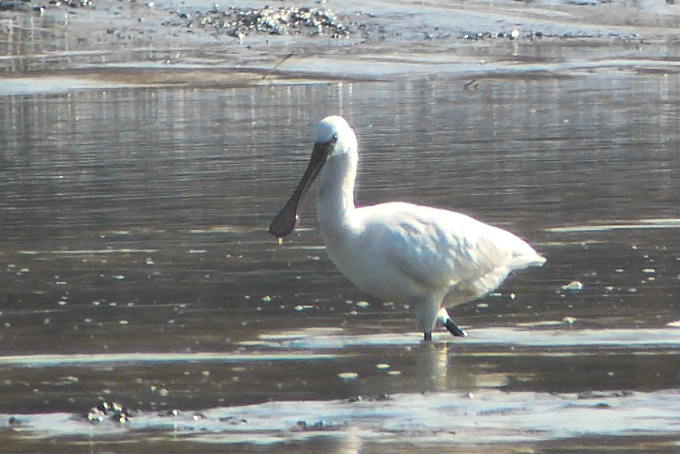 Eurasian Spoonbill