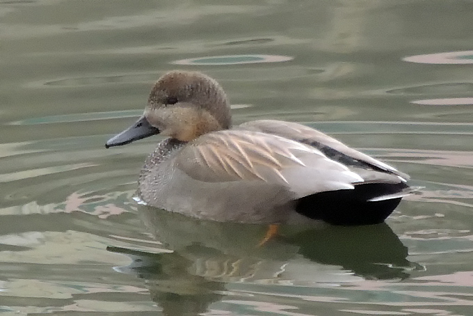 Gadwall