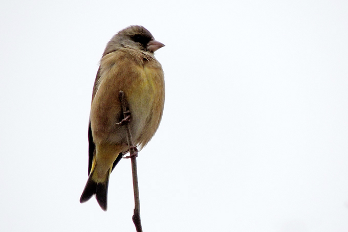 Grey-capped Greenfinch