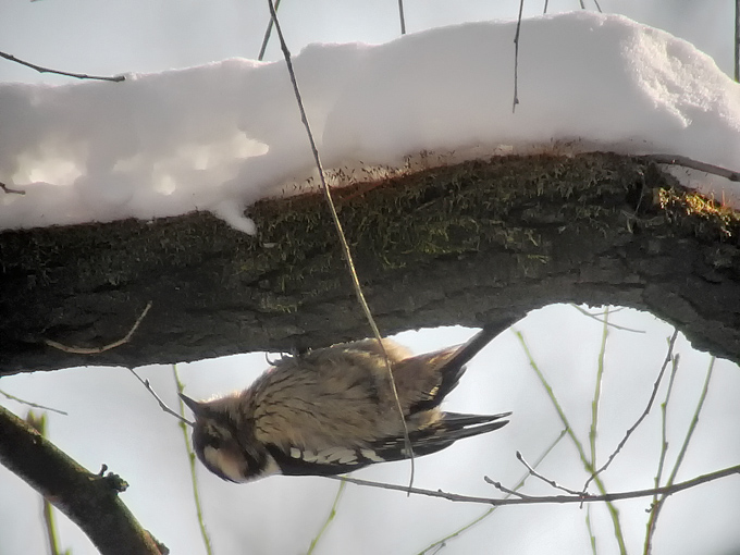 Grey-capped Pygmy Woodpecker