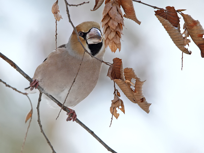 Hawfinch