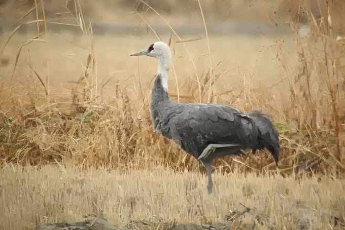 Hooded Crane