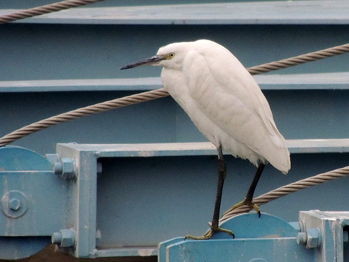 Little Egret