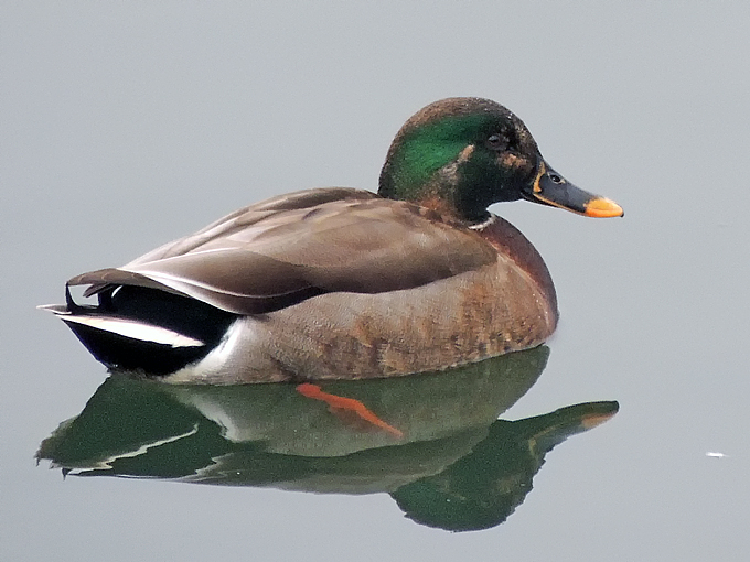 Mallard