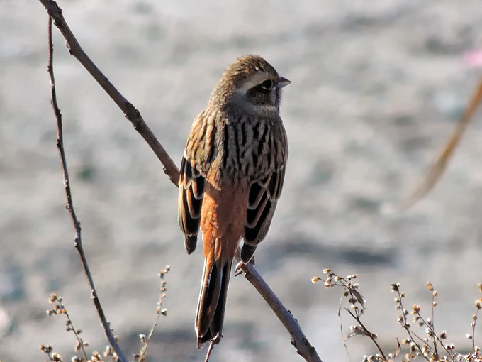Meadow Bunting