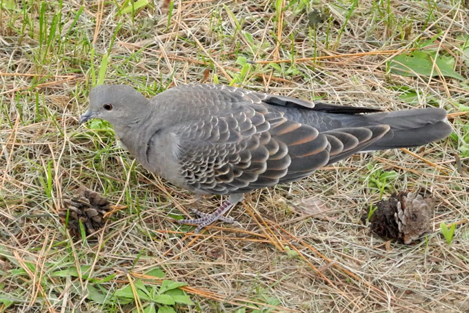 Oriental Turtle Dove