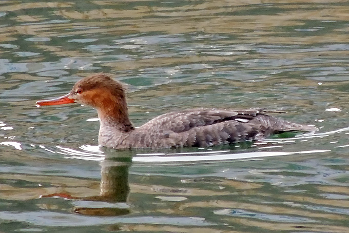 Red-breasted Merganser