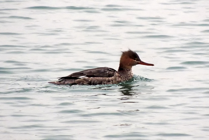 Red-breasted Merganser