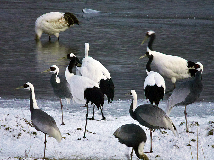 Red-crowned Crane
