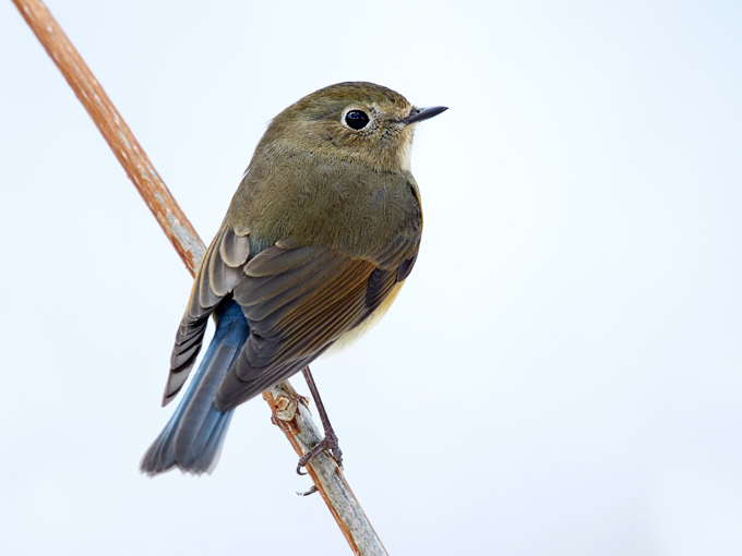 Red-flanked Bluetail