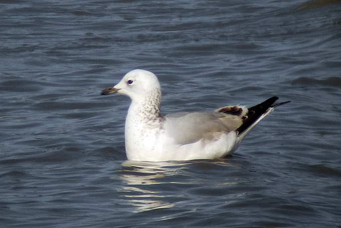 Relict Gull