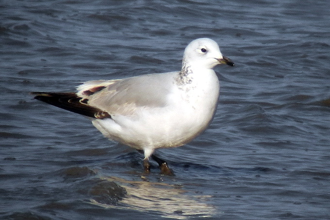 Relict Gull