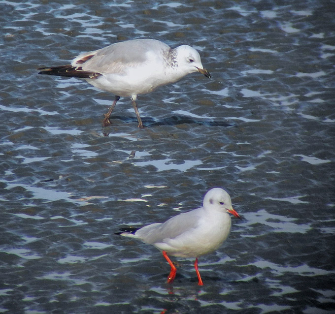 Relict Gull