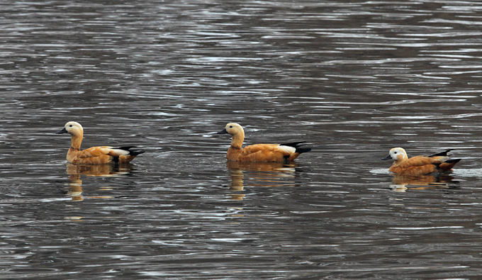 Ruddy Shelduck